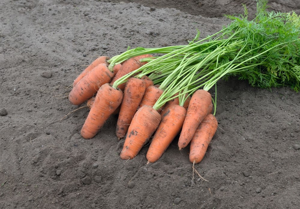 Семена моркови Кюрасао F1 1,8-2,0  1 000 000 c
