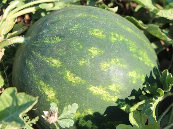 Мирза F1 1000 штук семена арбуза