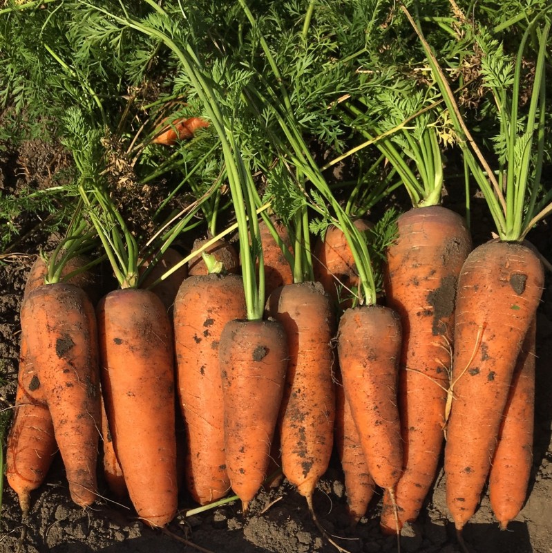 Семена моркови Тангерина F1 1.40-1.60mm 100 000 c