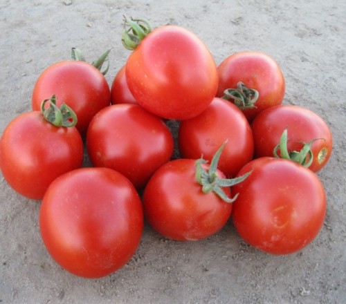 Семена томатов (помидор) купить в Волгограде — цены в интернет-магазине ВашАгроном