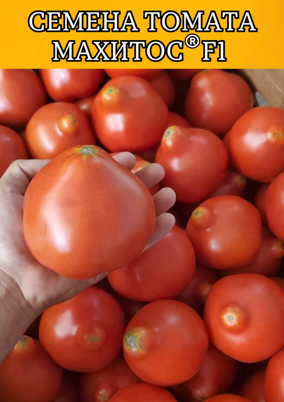 Махитос F1 семена томата
