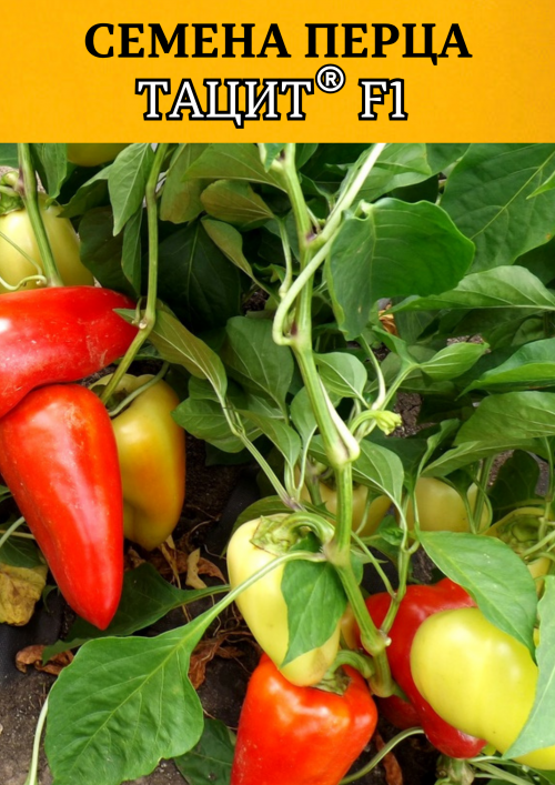Тацит F1 семена перца