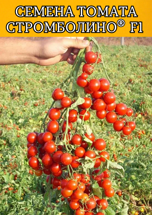 Стромболино F1 1000 штук семена томата-черри