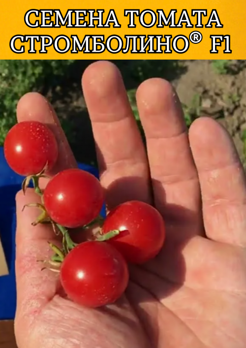Стромболино F1 1000 штук семена томата-черри
