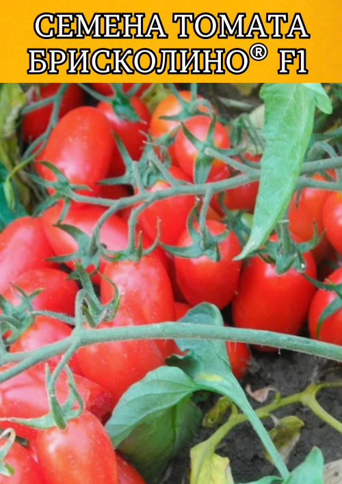 Брисколино F1 1000 штук семена томата-черри