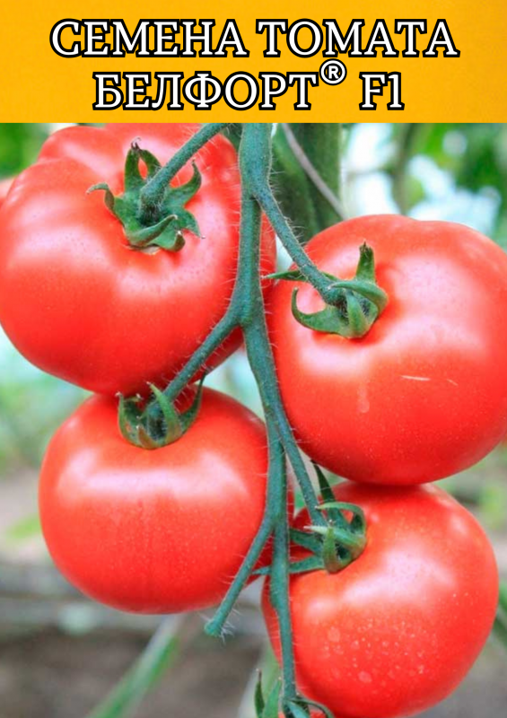 Белфорт F1 семена томата