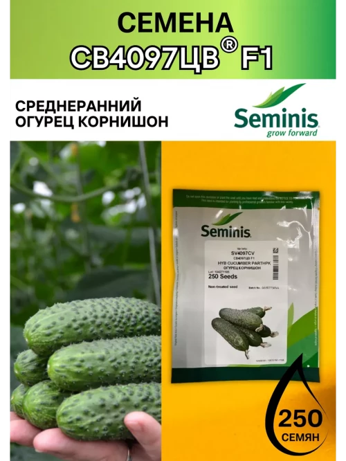 СВ 4097 ЦВ F1 250 штук семена огурца корнишона раннего