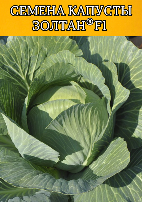 Золтан F1 2500 штук семена капусты белокочанной