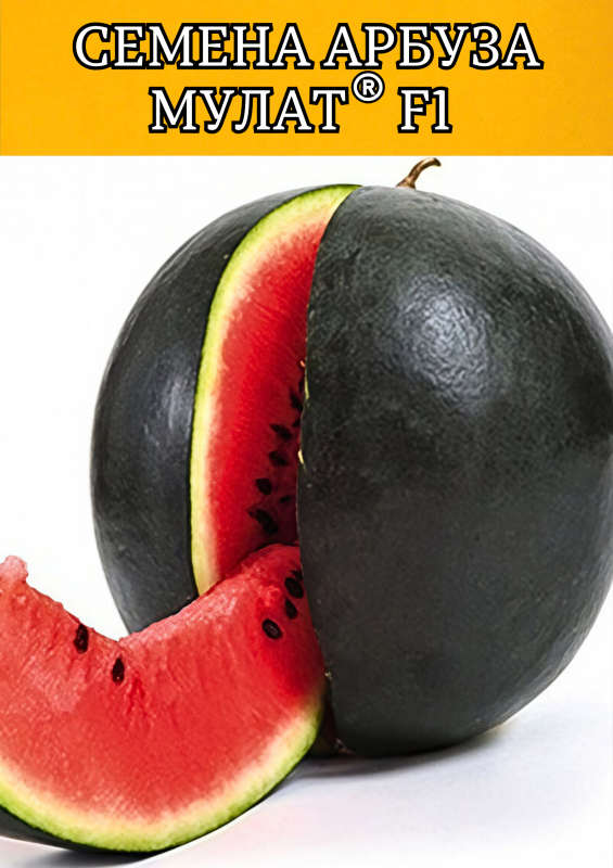 Мулат F1 семена арбуза