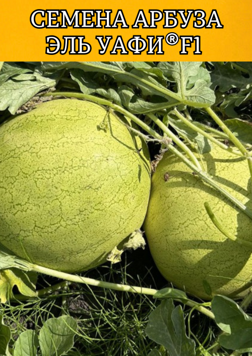 Эль Уафи F1 семена арбуза