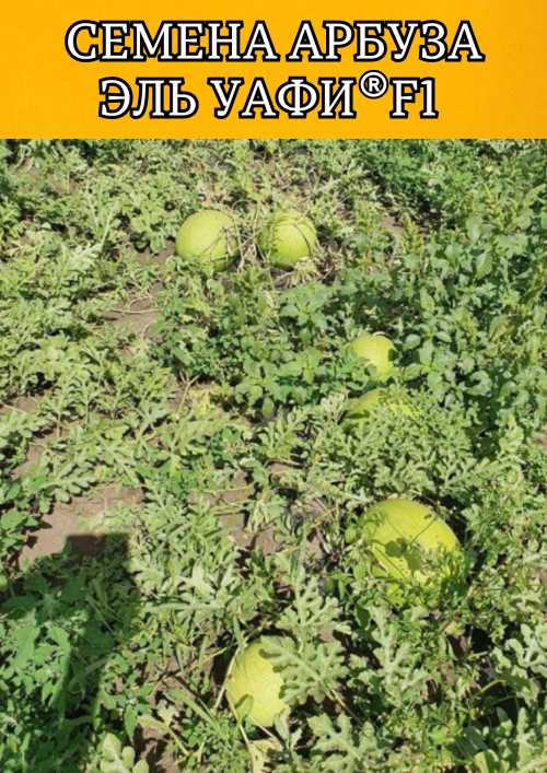 Эль Уафи F1 семена арбуза