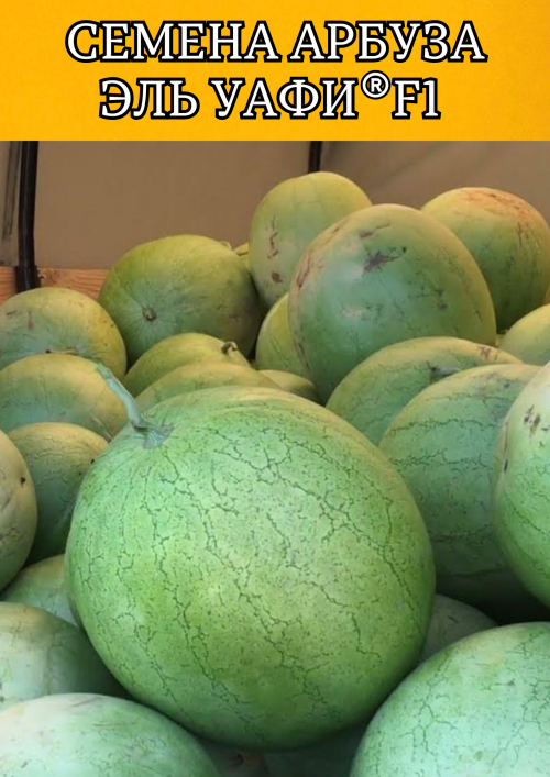 Эль Уафи F1 семена арбуза