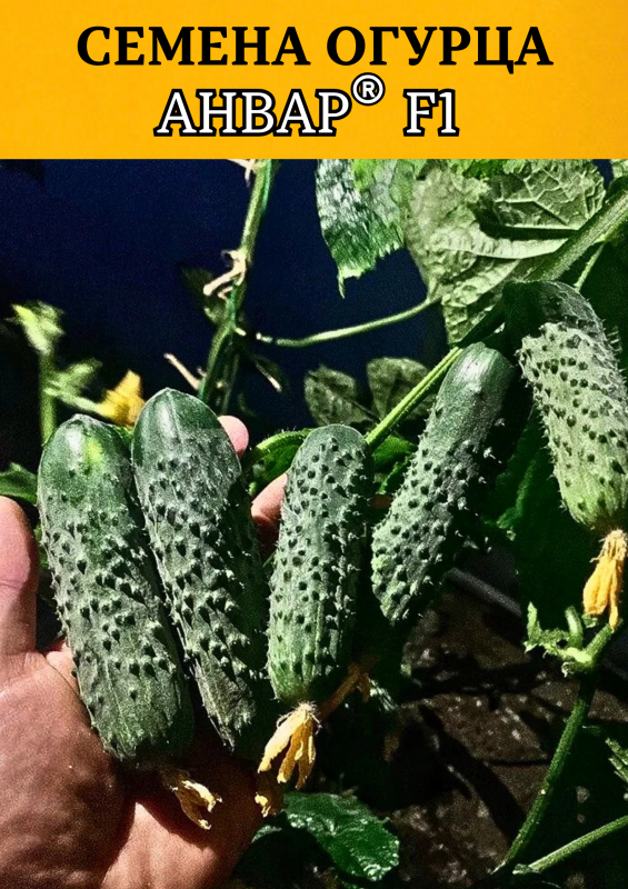 Анвар F1 1000 штук семена огурца
