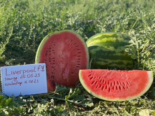 Ливерпуль F1 1000 штук семена арбуза