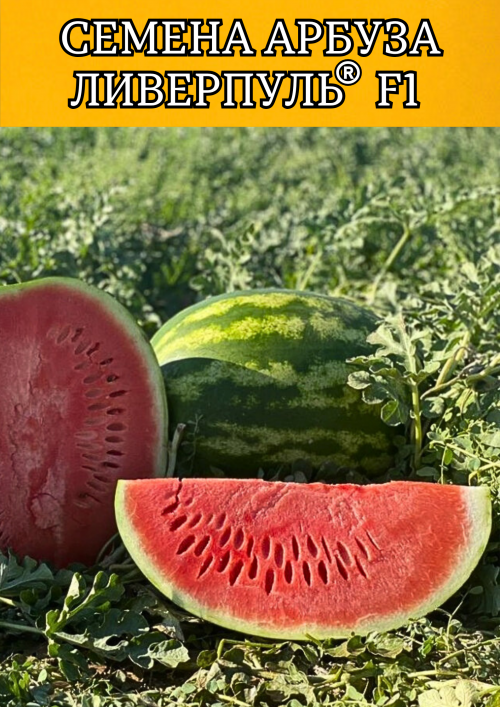 Ливерпуль F1 1000 штук семена арбуза
