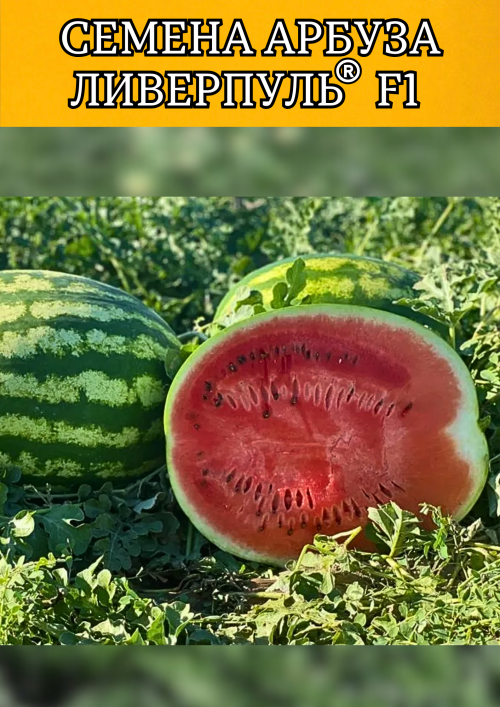 Ливерпуль F1 1000 штук семена арбуза
