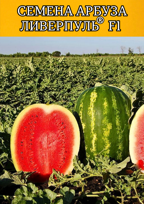 Ливерпуль F1 1000 штук семена арбуза