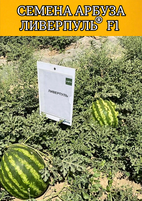 Ливерпуль F1 1000 штук семена арбуза