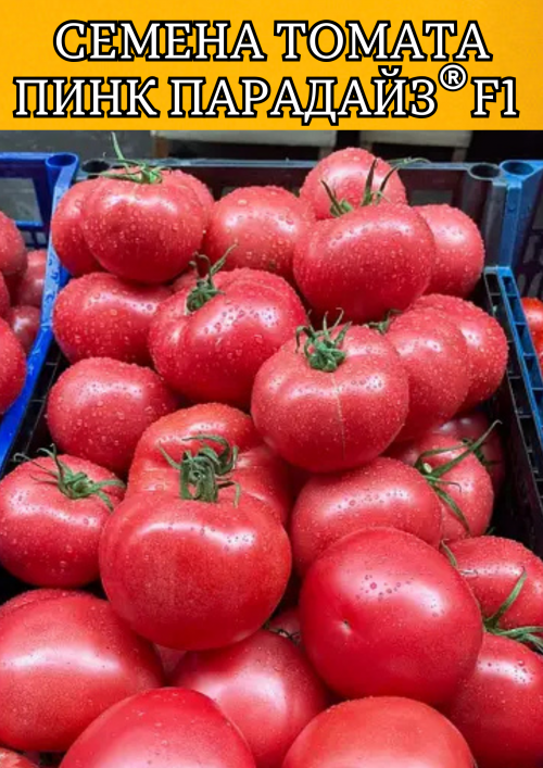 Пинк Парадайз F1 50 штук семена розового томата