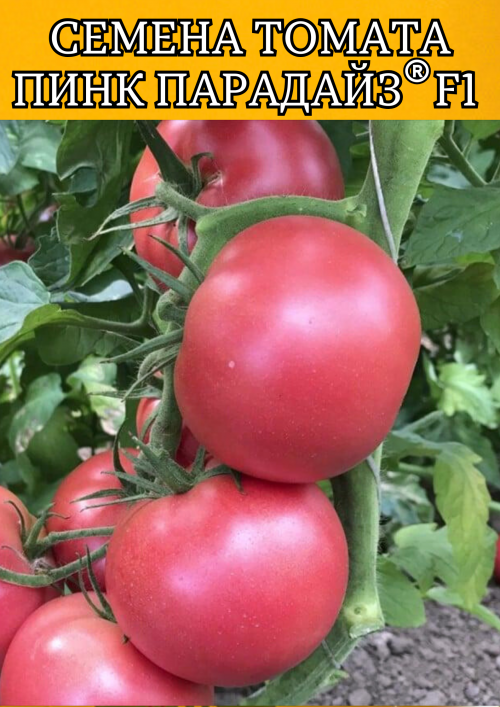 Пинк Парадайз F1 50 штук семена розового томата