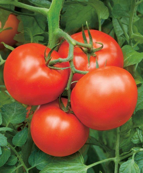 Бобкат F1 семена томата