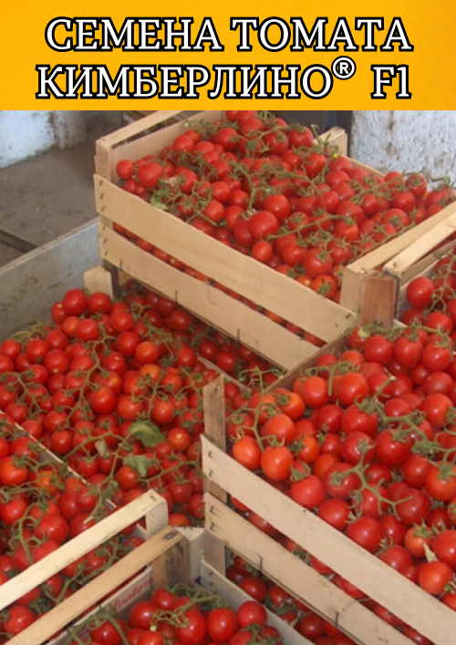 Кимберлино F1 семена томата-черри