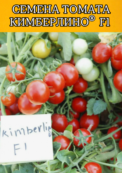 Кимберлино F1 семена томата-черри