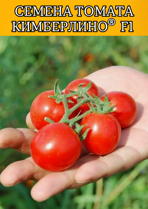 Кимберлино F1 семена томата-черри