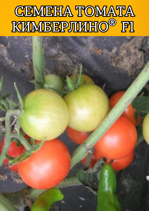 Кимберлино F1 семена томата-черри