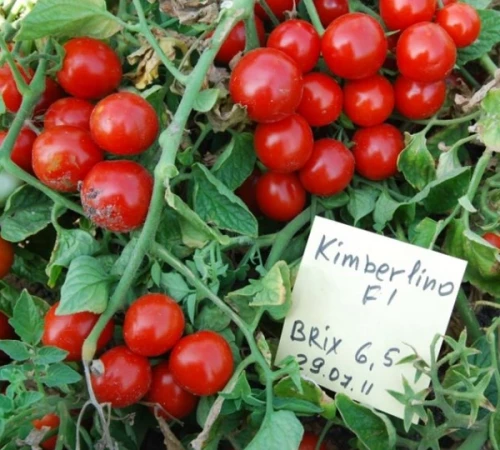 Кимберлино F1 семена томата-черри