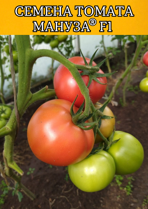 Мануза F1 штук семена томата