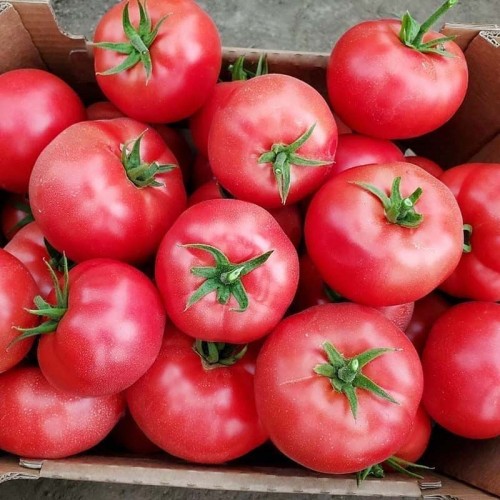 Мей Шуай F1 семена розового томата