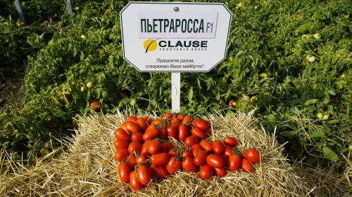 Пьетра Росса F1 семена томата