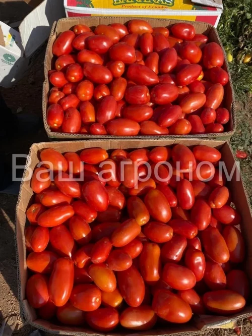 РЕТАНА F1 семена томата сливки