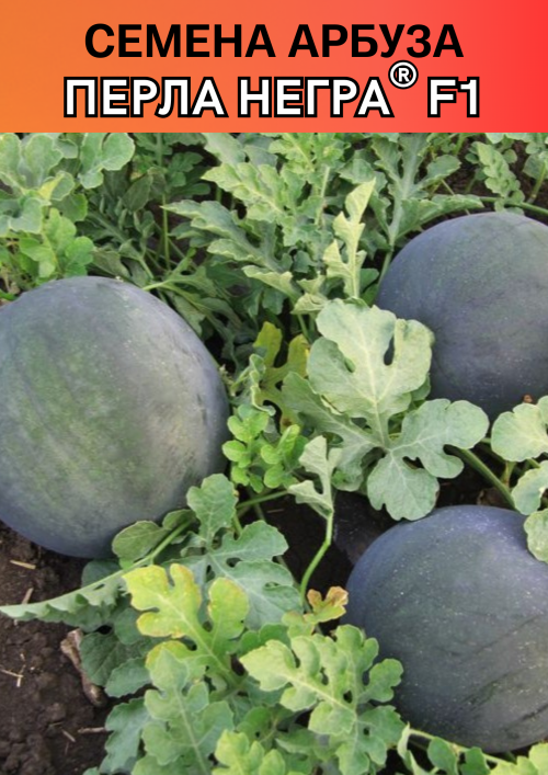 Перла Негра F1 семена арбуза