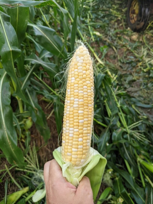 Андора F1 5000 семян семена кукурузы-биколор