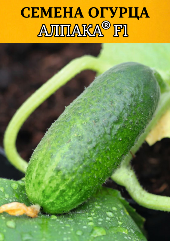 Алпака (Альпака) F1 семена огурца