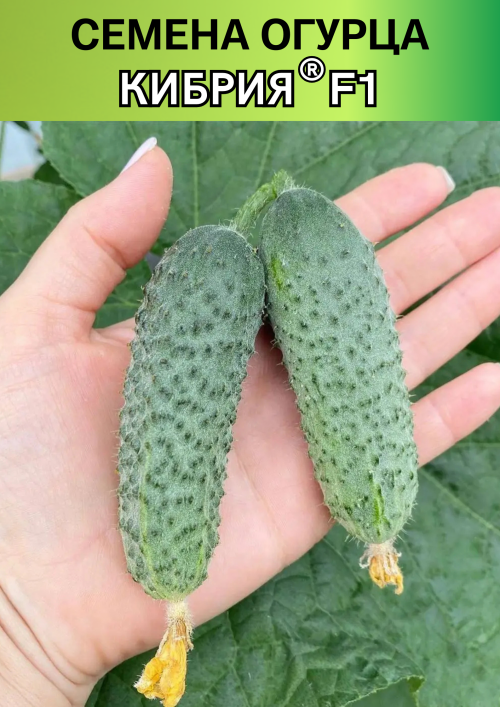 Кибрия F1 семена огурца