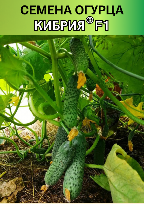 Кибрия F1 семена огурца