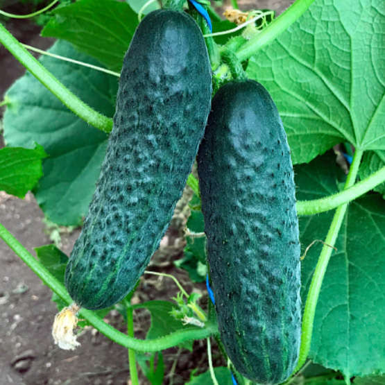 Ирлэнд F1 500 штук семена огурца