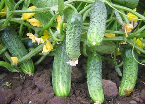 Криспина F1 1000 штук семена огурца