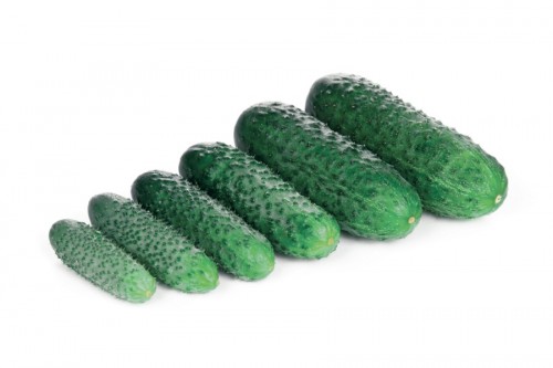 Лист F1 семена огурца корнишона раннего