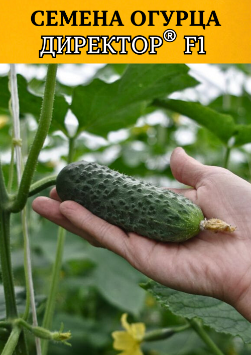 Директор F1 семена огурца