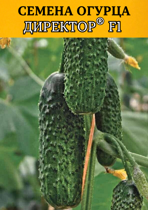 Директор F1 семена огурца
