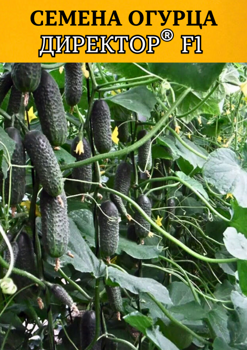Директор F1 семена огурца