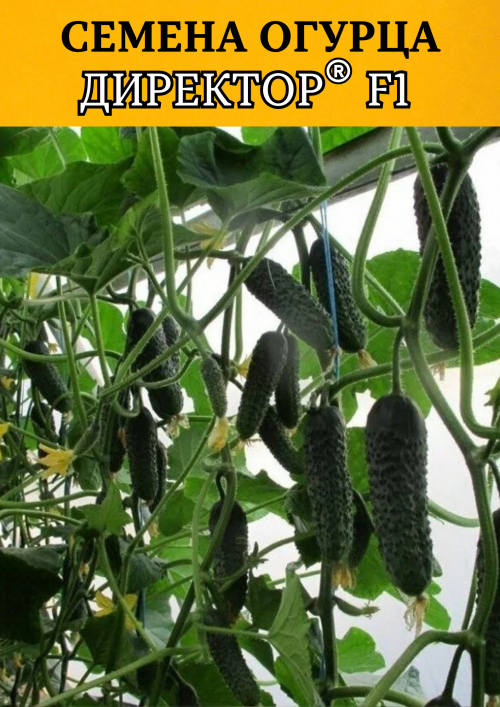 Директор F1 семена огурца
