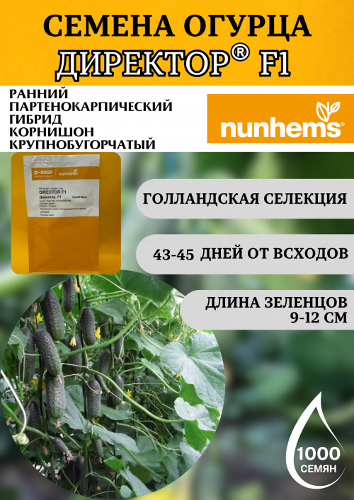 Директор F1 семена огурца