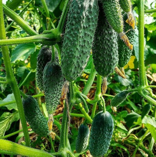 Директор F1 семена огурца