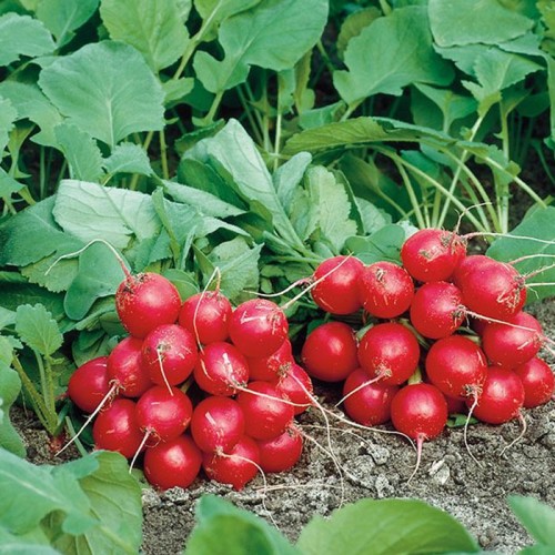 Филипар F1 10 000 семян семена редиса