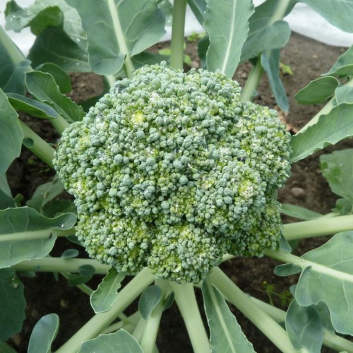 Лаки F1 семена капусты брокколи 2500 штук